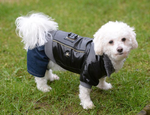 dog 2